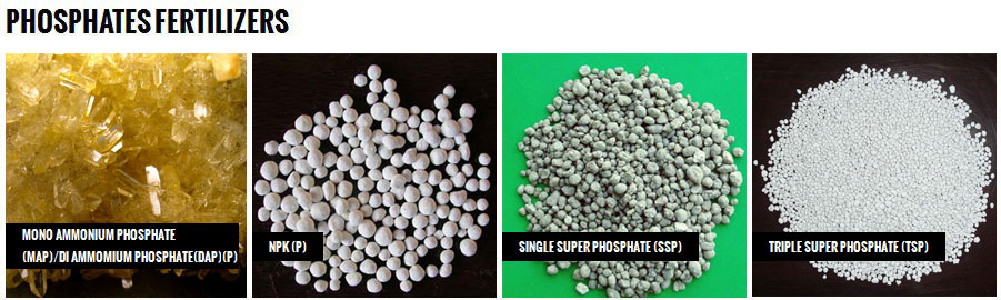 Phosphates Fertilizers